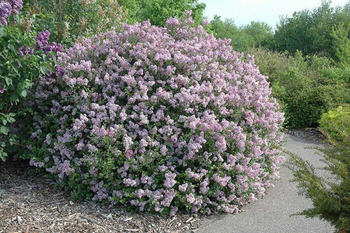 Leylak - Syringa Meyeri Palibin - Görsel 9