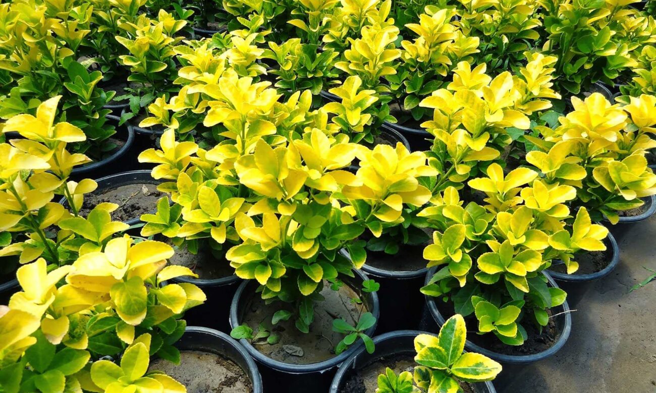 Altuni taflan dikim ve bakımı