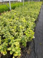 Altuni Taflan 20-30 cm dolgun - Görsel 11