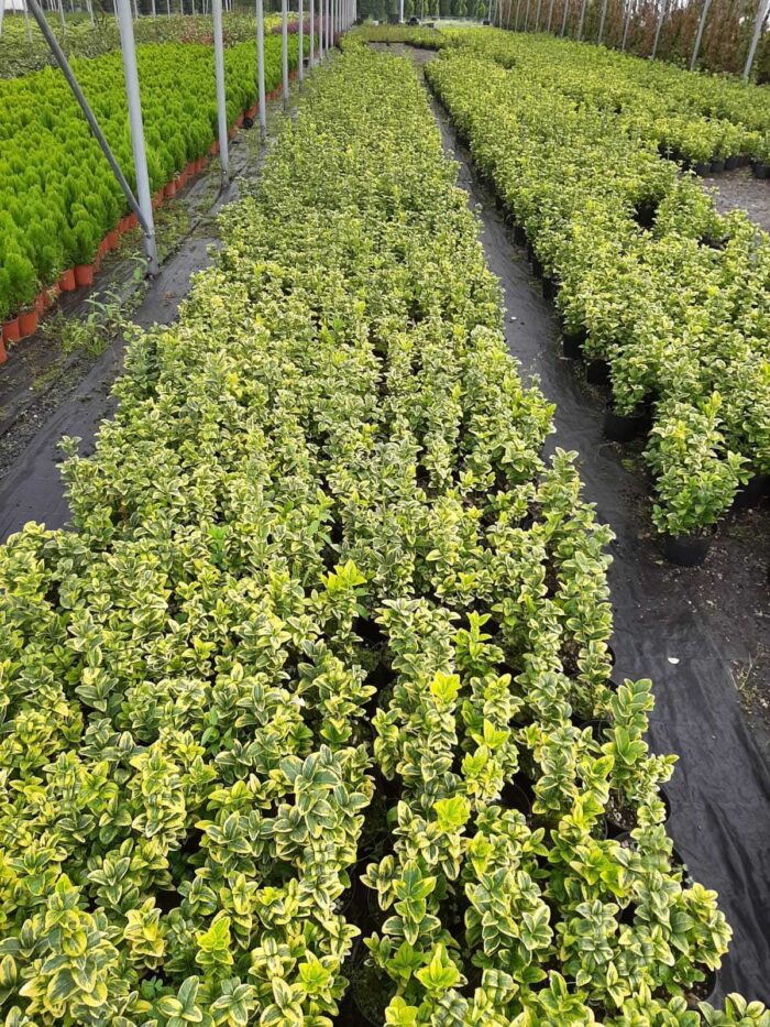 Altuni Taflan 20-30 cm dolgun - Görsel 10