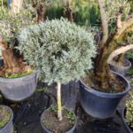 Tek Top Mavi Servi Arizona 100cm