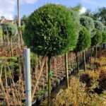 Şekilli budanmış Top Leylandi (Tek top)