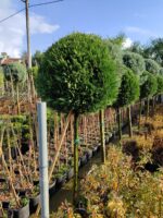 Şekilli budanmış Top Leylandi (Tek top)