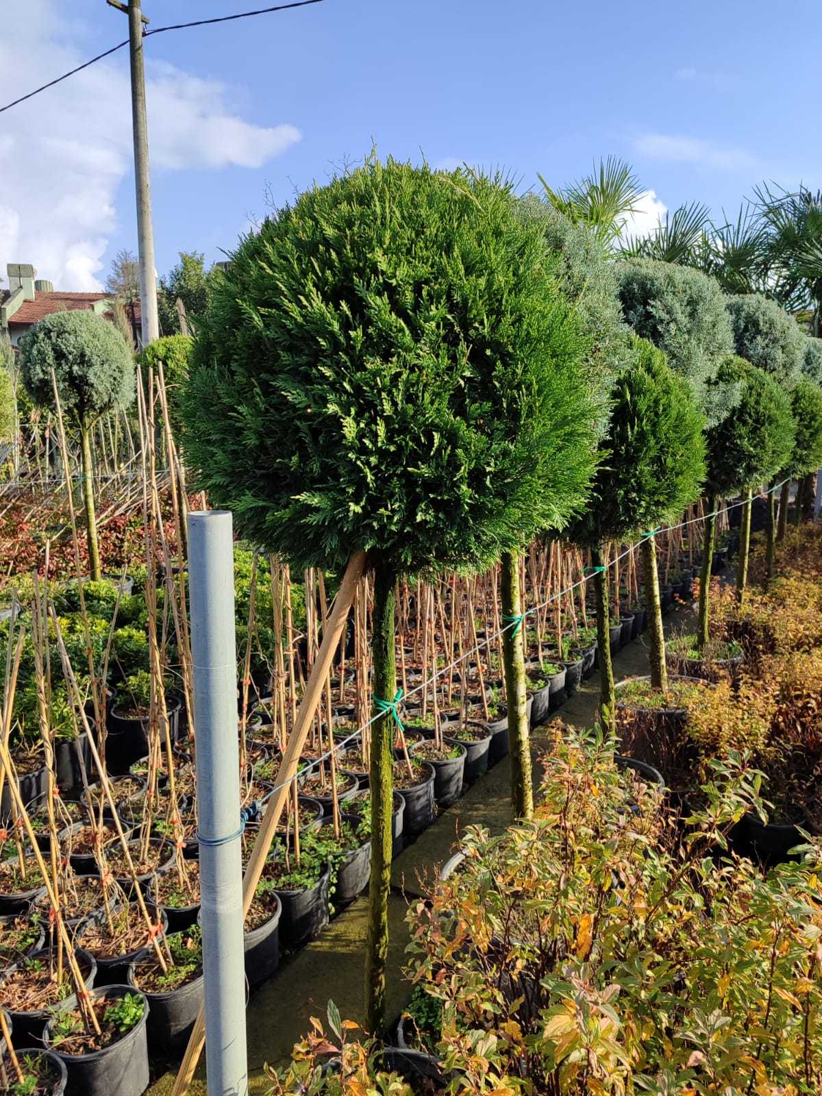 tek-top-leylandi Şekilli budanmış Top Leylandi (Tek top) - Görsel 1