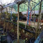 Morus nigra 'Pendula' (Ters Dut) 18-20Q