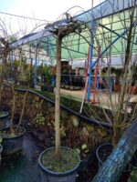 Morus nigra 'Pendula' (Ters Dut) 18-20Q