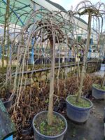 Morus nigra 'Pendula' (Ters Dut) 18-20Q - Görsel 2