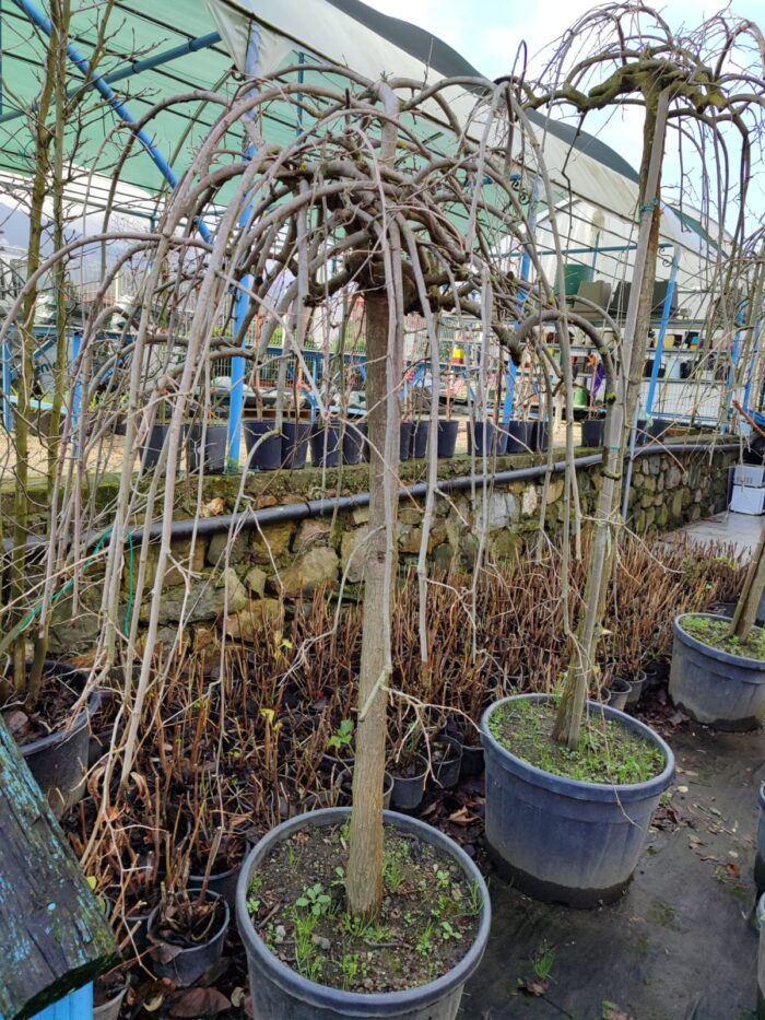 Morus nigra 'Pendula' (Ters Dut) 18-20Q - Görsel 2