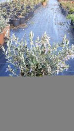 Teucrium fruticans - Zeytin Çalısı - Görsel 3