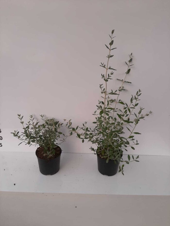 Teucrium fruticans - Zeytin Çalısı - Görsel 2