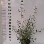 Teucrium fruticans - Zeytin Çalısı