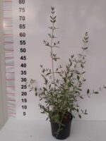 Teucrium fruticans - Zeytin Çalısı