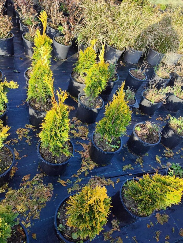 Plicata, Thuja Plicata Goldy Golden, 80-100cm boy - Görsel 3