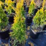 Plicata, Thuja Plicata Goldy Golden, 80-100cm boy