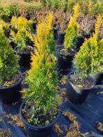 Plicata, Thuja Plicata Goldy Golden, 80-100cm boy