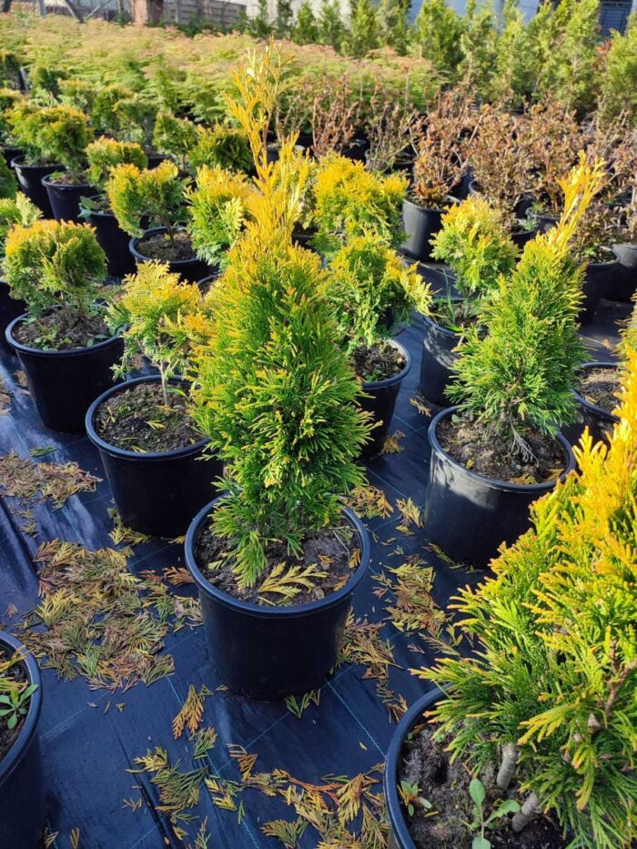 Plicata, Thuja Plicata Goldy Golden, 80-100cm boy - Görsel 2