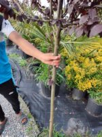 Tijli Süs Eriği, Prunus cerasifera pissardii nigra - Görsel 2