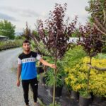 Tijli Süs Eriği, Prunus cerasifera pissardii nigra