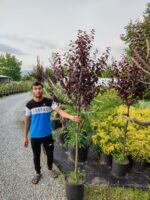 Tijli Süs Eriği, Prunus cerasifera pissardii nigra