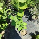 Tilia (Ihlamur) 100-125cm Boy 3 Clt