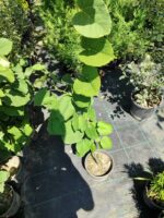 Tilia (Ihlamur) 100-125cm Boy 3 Clt