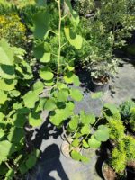 Tilia (Ihlamur) 100-125cm Boy 3 Clt - Görsel 3