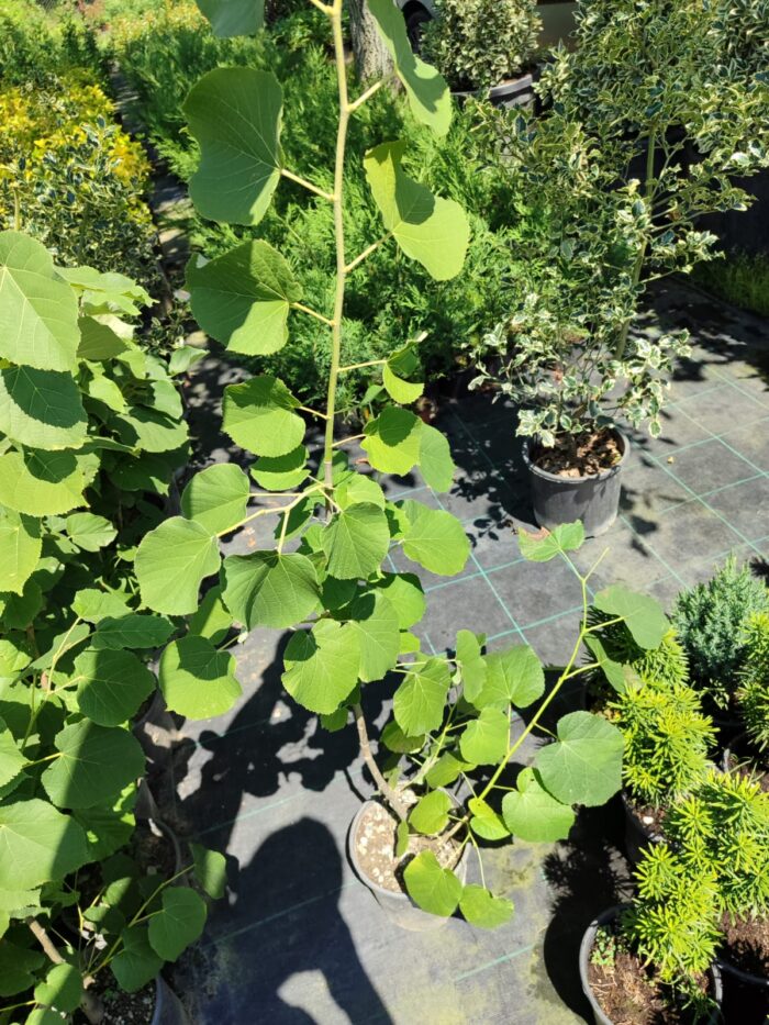 Tilia (Ihlamur) 100-125cm Boy 3 Clt - Görsel 3