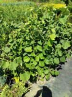 Tilia (Ihlamur) 100-125cm Boy 3 Clt - Görsel 2