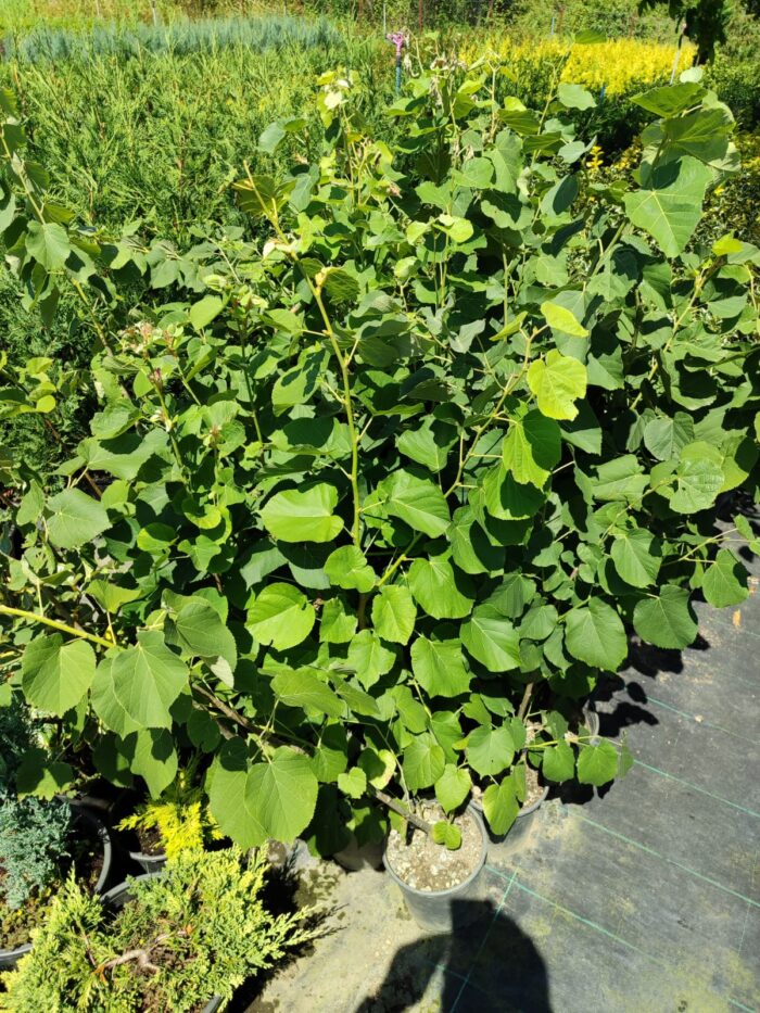 Tilia (Ihlamur) 100-125cm Boy 3 Clt - Görsel 2