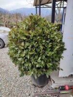Top Defne 80-100 cm çap, Laurus Nobilis Ball - Görsel 3