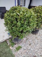 Top Defne 80-100 cm çap, Laurus Nobilis Ball - Görsel 2