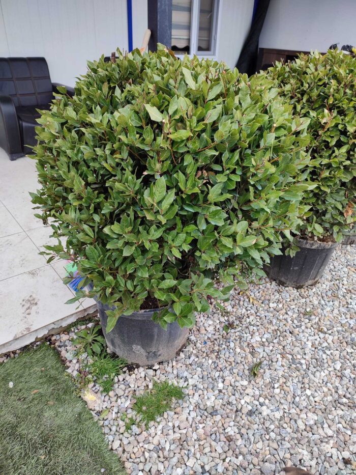 Top Defne 80-100 cm çap, Laurus Nobilis Ball - Görsel 2