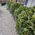 Top Defne 80-100 cm çap, Laurus Nobilis Ball