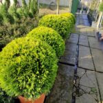 Top Goldrider 80-100cm çap