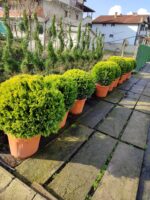 Top Goldrider 80-100cm çap - Görsel 3