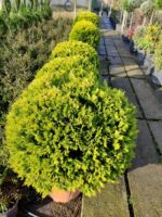 Top Goldrider 80-100cm çap - Görsel 2