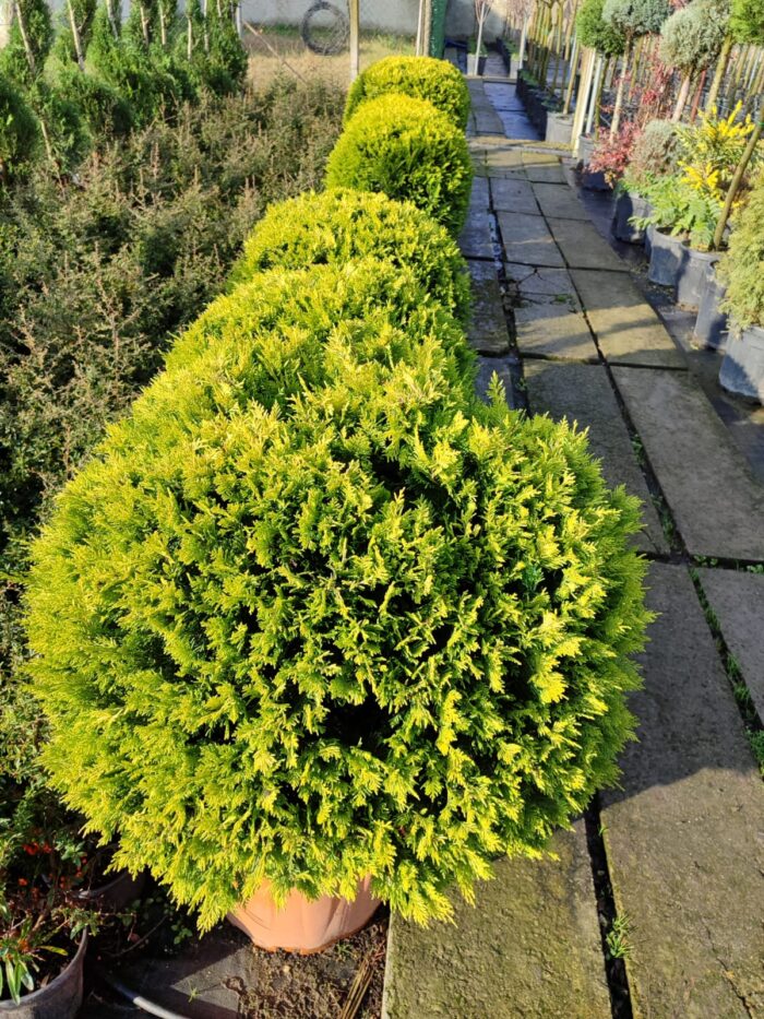 Top Goldrider 80-100cm çap - Görsel 2