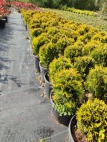 Skyrocket 250-300cm 35 Litre - Görsel 7