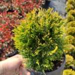 Altuni Top Mazı - Thuja Occidentalis Mirjam- 15 cm boy