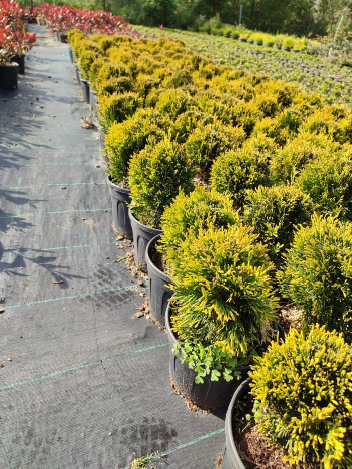 Skyrocket 250-300cm 35 Litre - Görsel 7