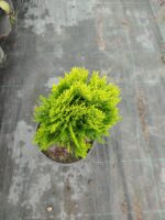 Altuni Top Mazı 30-40 cm boy - Görsel 3