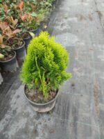 Altuni Top Mazı 30-40 cm boy - Görsel 2