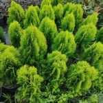 Altuni Top Mazı 30-40 cm boy