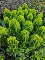 Altuni Top Mazı 30-40 cm boy