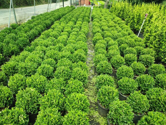 Top Şimşir, Rotundifolia, 30-40 cm 15 litre - Görsel 2