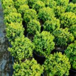 Osmanlı Şimşiri 30-40cm çap 28lik Saksı