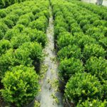 Top Şimşir, Faulkner, 30-40cm çap