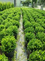 Top Şimşir, Rotundifolia, 30-40 cm 15 litre - Görsel 3