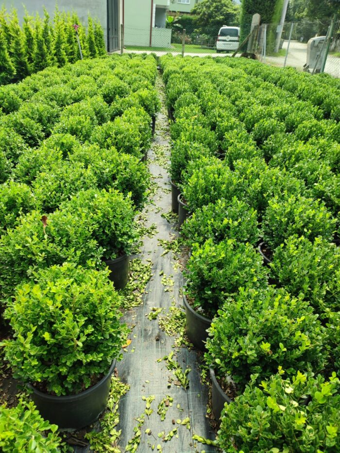 Top Şimşir, Rotundifolia, 30-40 cm 15 litre - Görsel 3