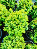 Osmanlı Şimşiri 30-40cm çap 28lik Saksı - Görsel 5